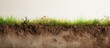 Grassy soil isolated pastel background Copy space