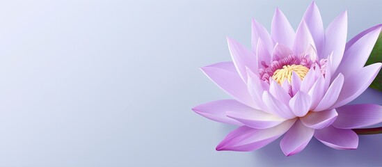 Fototapete - Isolated isolated pastel background Copy space with vividly colored violet and white lotus