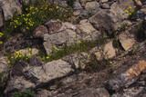 Fototapeta Sawanna - beautifully textured dry stone wall. Massive stone background with green plants. Mossy rustic italian stone wall closeup photo texture. Green moss on stone closeup. Old, rough, gray wall background.