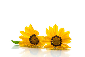 Sticker - Beautiful yellow Gazania flowers on white background.