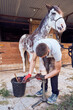 Farrier boy changing horseshoe in the stable