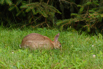 Wall Mural - Eastern Cottontail Hare in the grass foraging.