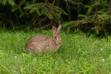 Wall Mural - Eastern Cottontail Hare in the grass foraging.