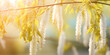 beautiful Easter springtime floral background; blooming willow tree in spring on sunny bokeh background