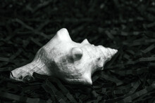 Seashell On Black Background