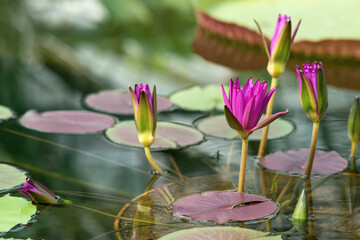 Wall Mural - purple buds of a tropical water lily are just starting to open before flowering