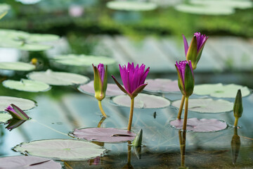 Wall Mural - exotic purple waterlilies blooms in water close-up