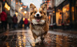 Happy corgi dog runs along the street of a city decorated for Christmas on a blurred background.
