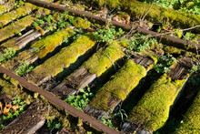 Moss Covered Wooden Railway Sleepers On Disused Abandoned Railroad Track