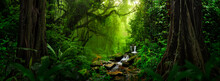 Tropical Forest Landscape With River