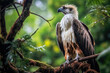 Majestic Philippine Eagle perched on a treetop in its dense forest habitat