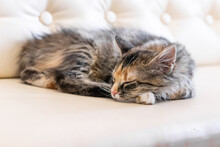 A Small Gray Beautiful Fluffy Kitten Is Sleeping Nearby .Cat Sleeping Close-up