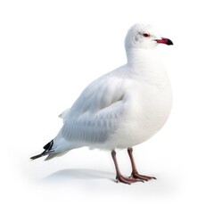 Wall Mural - Short-billed gull bird isolated on white background.