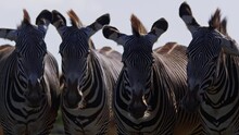 Close Up Shot Of Four Grevy Zebra (Equus Grevyi) Looking Directly At The Camera During A Morning Safari In Africa.
