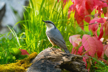 Wall Mural - Bird Sitta europaea close-up in an autumn forest against a background of green grass and red autumn leaves