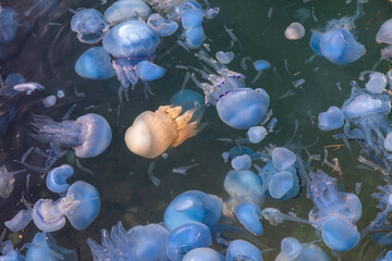 Close-up of Jellyfish infestation seen on sea surface as background.