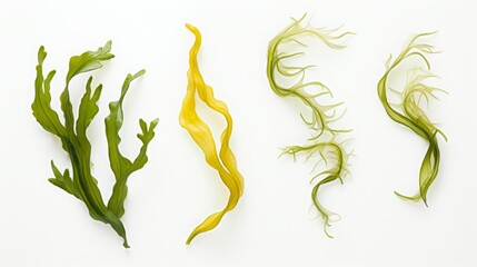 Canvas Print - seaweed set of design elements on white background.