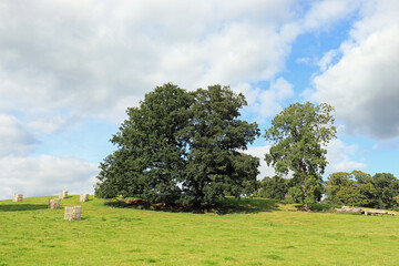 Wall Mural - Summertime trees in rural UK.