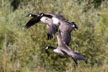 Canadian Geese In Flight Over Lake