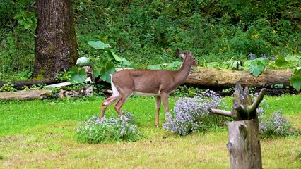Wall Mural - A female deer, a doe, comes down from the woods to much on some fresh flowers or maybe weeds in our yard in Windsor in Upstate NY.