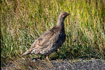 Wall Mural - Grouse in Yellowstone National Park