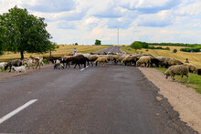 A Herd Of Sheep Crosses The Road. Background With Selective Focus