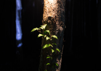 Wall Mural - Bark of tree at the dark forest at night. Long exposure photo of tree bark. Selective focus