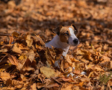 Jack Russell Terrier Dog In A Pile Of Yellow Fallen Leaves. 