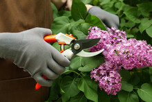 Gardener Pruning Lilac Branch With Secateurs Outdoors, Closeup