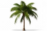 Fototapeta Desenie - coconut palm tree isolated on white background