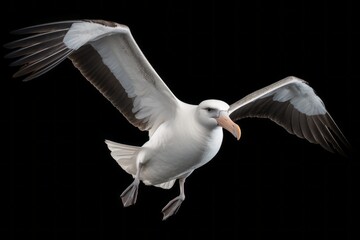 Wall Mural - Majestic Albatross: Striking Bird on a White Background