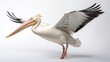 Graceful Pelican: Beautiful Bird on a White Background