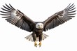 Majestic Eagle: Striking Bird on a White Background