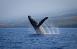 © catahula - Humpback whale breaching, Kona, Hawaii