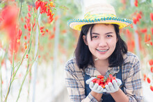 Portrait Of Farmer Young Woman In Uniform Smiling Holding Fresh Red Tomatoes On Hands After Freshly Harvest, Tomato Organic Food Garden Small Business Concept