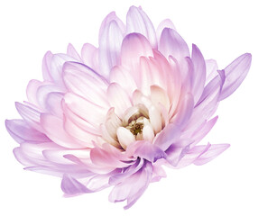 Wall Mural - Chrysanthemum   purple  flower  on  isolated background with clipping path. Closeup..  Transparent background.    Nature.