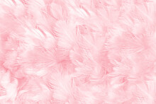 Beautiful Soft Pink Feather Pattern Texture Background