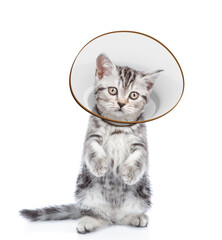 Sticker - Cute tabby kitten wearing protective cone collar looking at camera. Isolated on white background