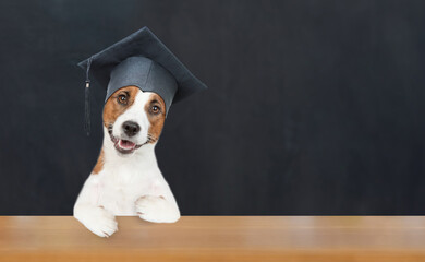 Poster - Smart jack russell terrier puppy wearing graduation hat sits at school. Empty space for text