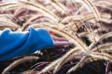 Wall Mural - Closeup image of a hand touching on a white , purple and pink poaceae or mission grass in a field