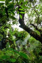 Wall Mural - Forest park covered with cool steam in Chiang Mai Province