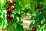 Ripe red sweet cherries hanging on tree in garden, harvest season