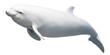 Beluga whale on transparent background