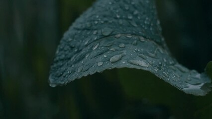 Wall Mural - Rain falls on plant leaves