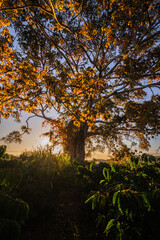 Wall Mural - The early morning sun passes through the red leaves of the young banyan tree