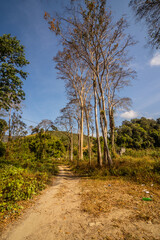 Wall Mural - Row of ancient mausoleum trees