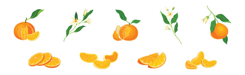 Wall Mural - Mandarin Sweet Citrus Fruit with Bright Orange Peel and Lobule Vector Set