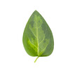 Small leaf in various shades of green. Satin smooth surface. On a transparent background.