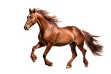 Fototapeta Konie - a beautiful running horse full body on a white background studio shot
