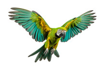 A Beautiful Parrot Flying Full Body On A White Background Studio Shot Isolated PNG